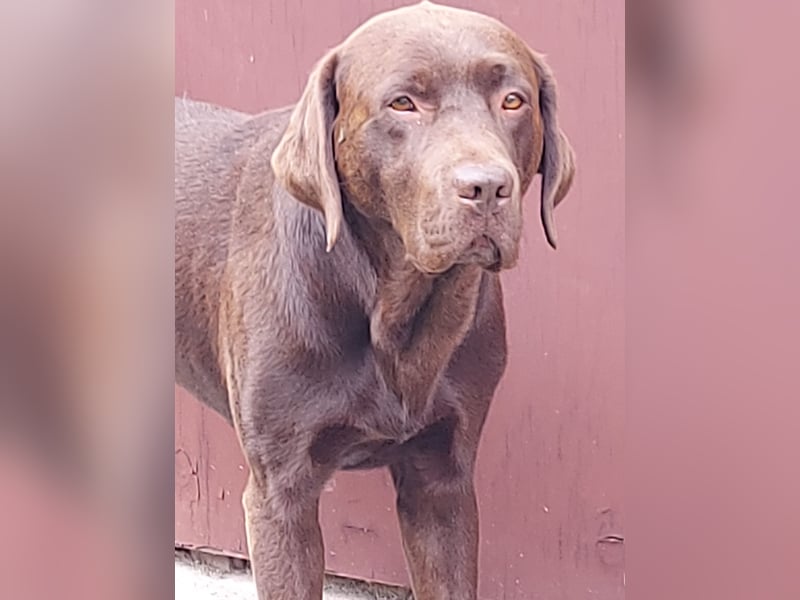 Labrador Rüde