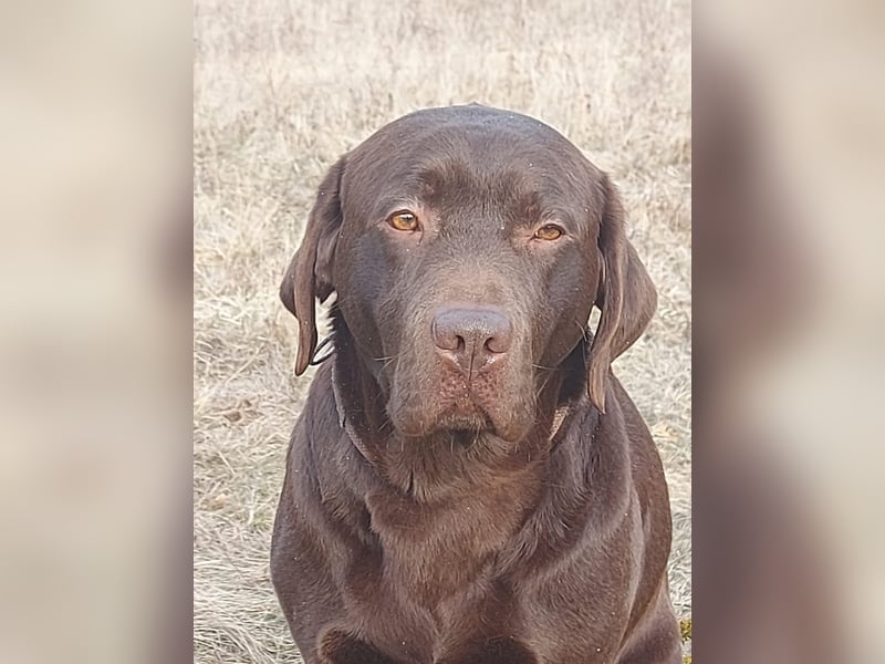 Labrador Rüde
