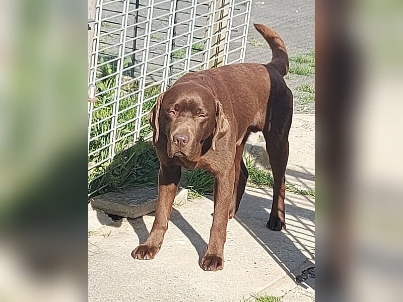 Labrador Rüde