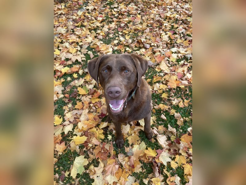 Labrador Deckrüde