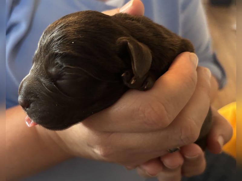 Braune Labradorwelpen mit Ahnentafel