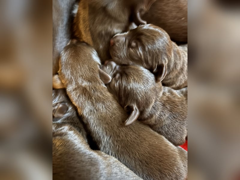 Braune Labradorwelpen mit Ahnentafel