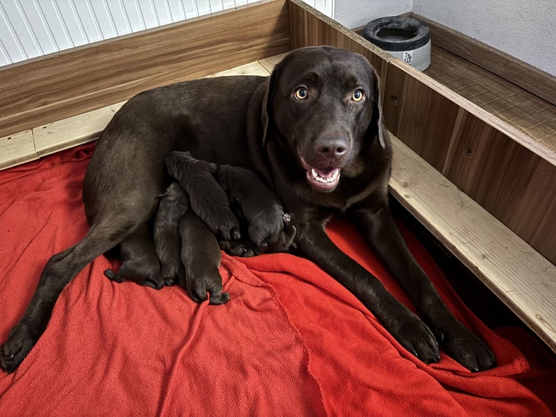 Braune Labradorwelpen mit Ahnentafel