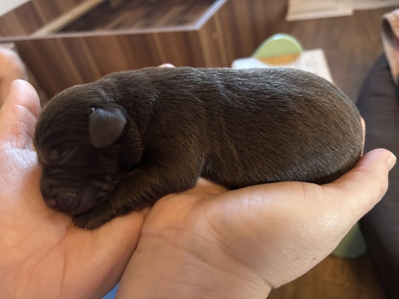 Braune Labradorwelpen mit Ahnentafel