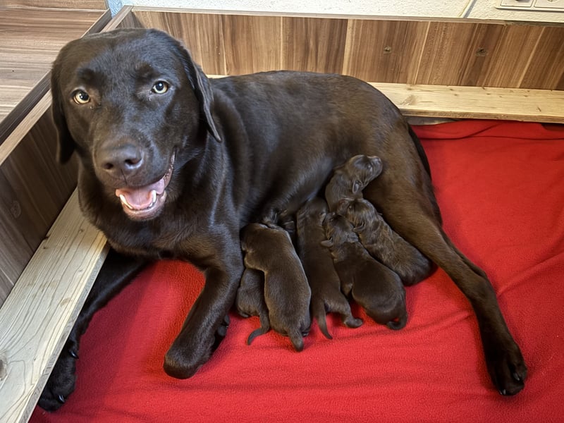 Braune Labradorwelpen mit Ahnentafel
