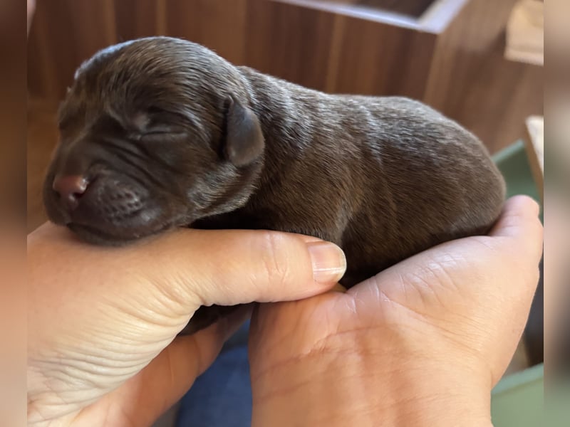 Braune Labradorwelpen mit Ahnentafel