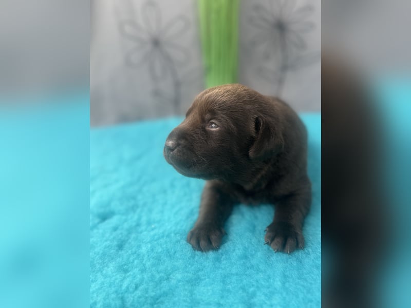 Reinrassige braune Labradorrüden mit Ahnentafel der Showlinie