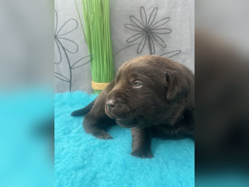 Reinrassige braune Labradorrüden mit Ahnentafel der Showlinie