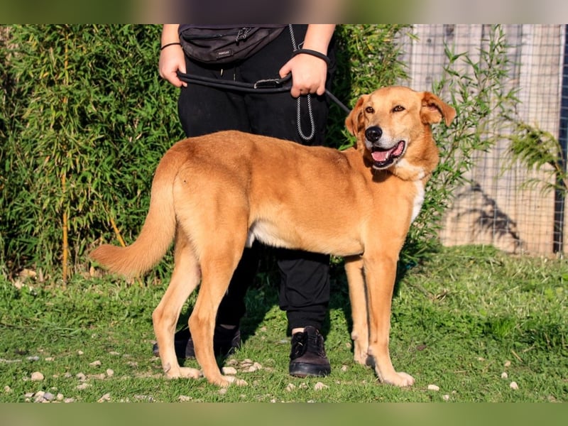 Mr John, Mix Labrador / Rafeiro Alentejano, lieb und verträglich
