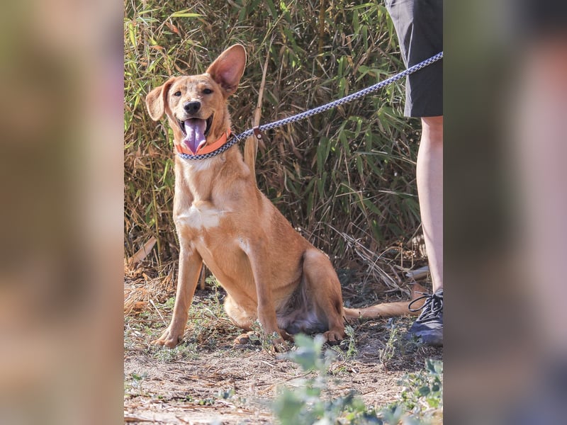 Badou, Mix Labrador / Schäferhund, lieb und sozial