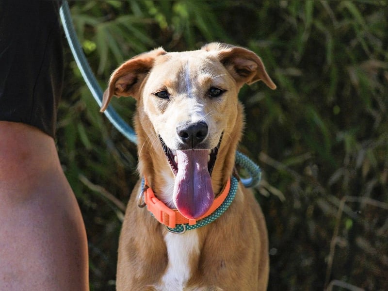 Bonyo, Mix Labrador / Podengo, lieb und sozial