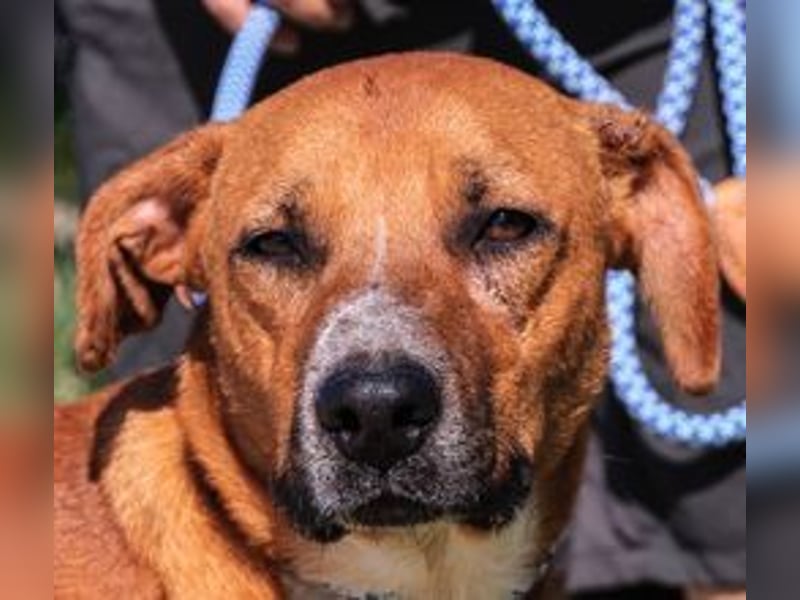 Arthur, Mix Labrador / Podengo