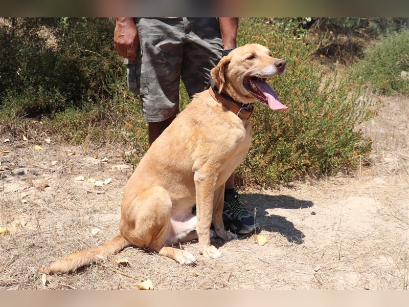 Ted, Mix Labrador-Mix, lieb und verträglich