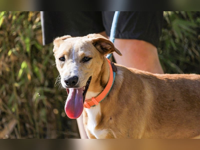 Bonyo, Mix Labrador / Podengo, lieb und sozial