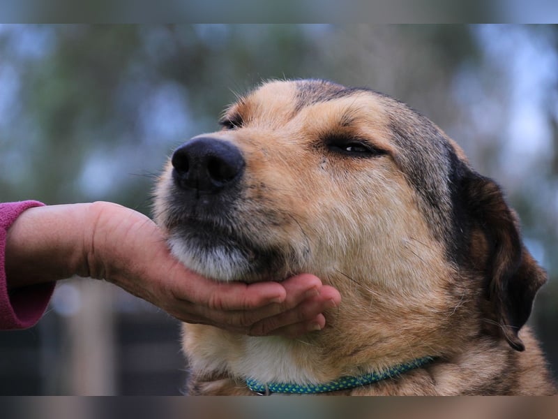 Kaleb, Mix Labrador / Rafeiro Alentejano, lieb und sozial