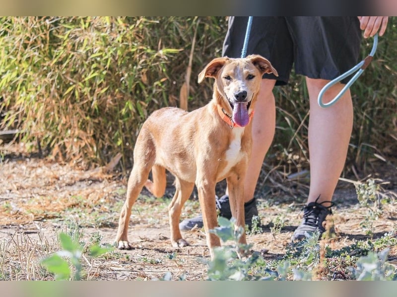 Bonyo, Mix Labrador / Podengo, lieb und sozial
