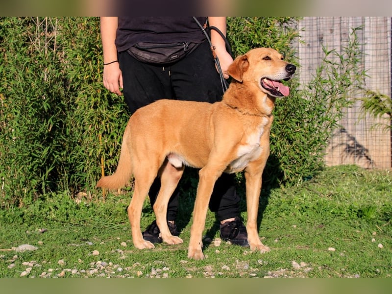 Mr John, Mix Labrador / Rafeiro Alentejano, lieb und verträglich