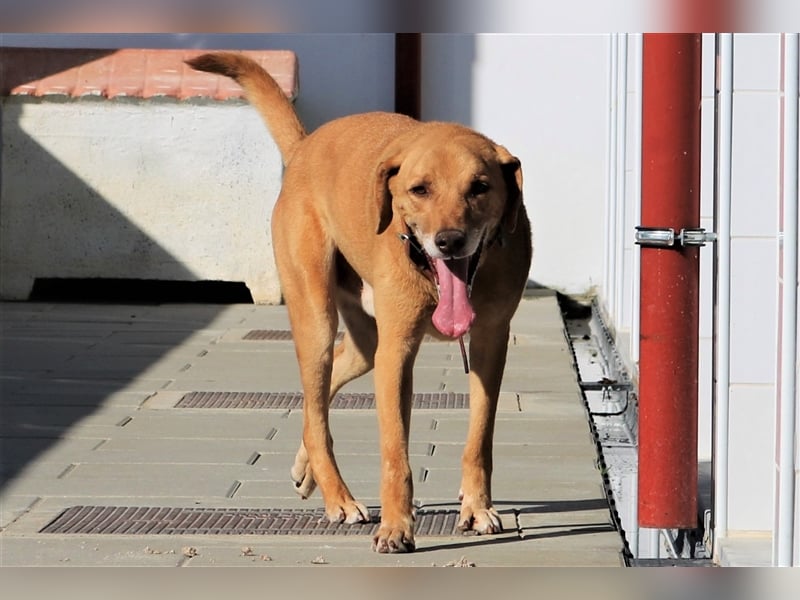 Ted, Mix Labrador-Mix, lieb und verträglich