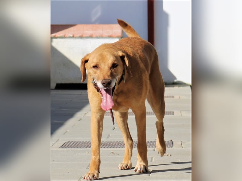 Ted, Mix Labrador-Mix, lieb und verträglich