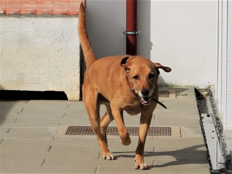 Ted, Mix Labrador-Mix, lieb und verträglich