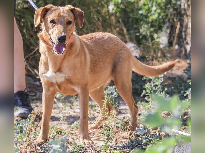 Badou, Mix Labrador / Schäferhund, lieb und sozial