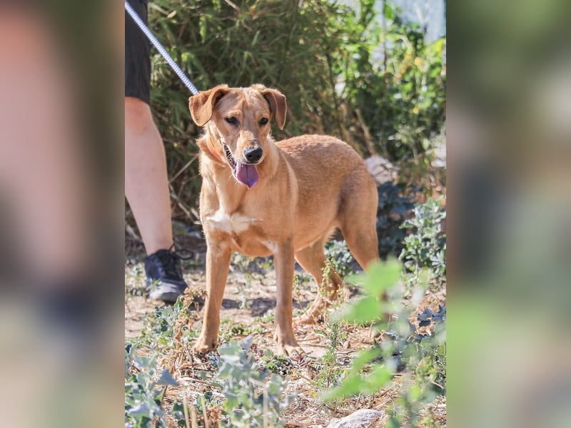 Badou, Mix Labrador / Schäferhund, lieb und sozial