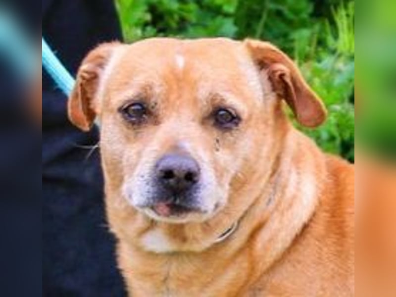 Dinis, Labrador-Mix, lieb und verträglich