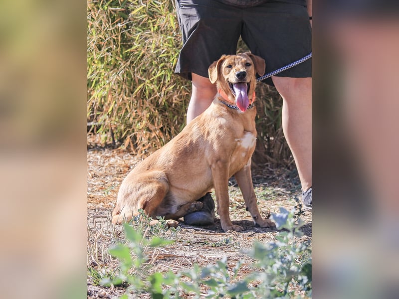 Badou, Mix Labrador / Schäferhund, lieb und sozial