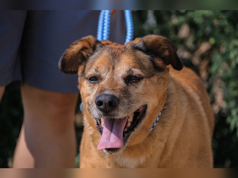Rogerio, Labrador-Mix, lieb und verträglich