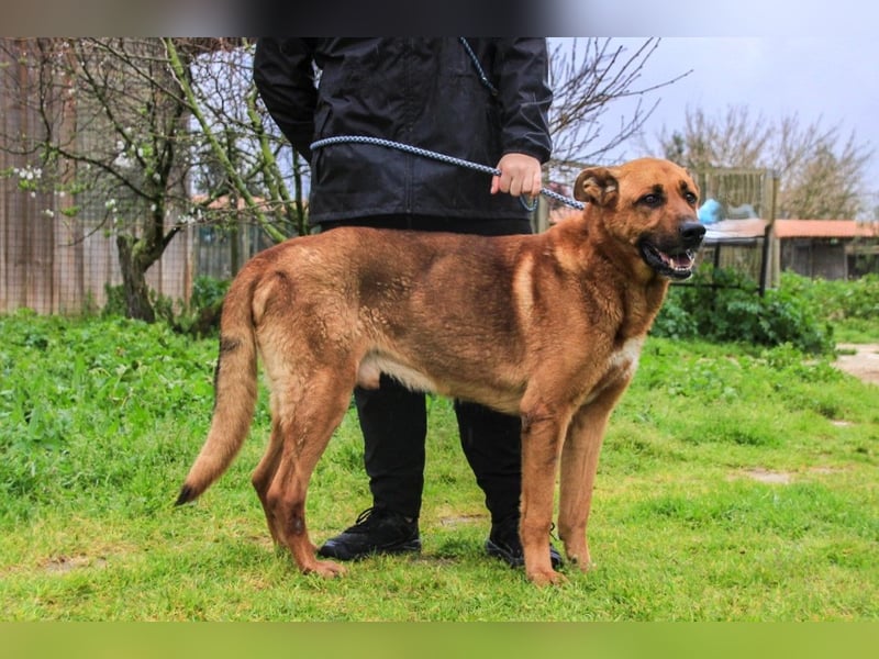 Ruca  - Mix Labrador / Schäferhund, lieb und verträglich