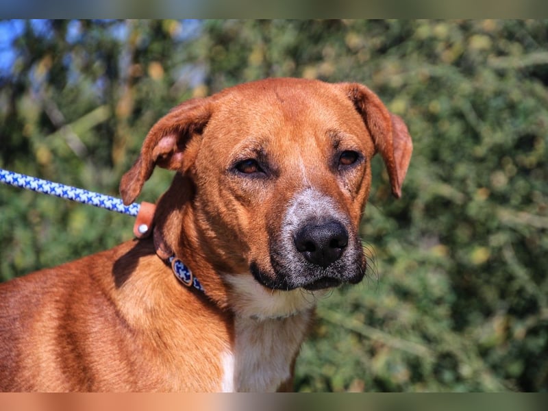 Arthur, Mix Labrador / Podengo