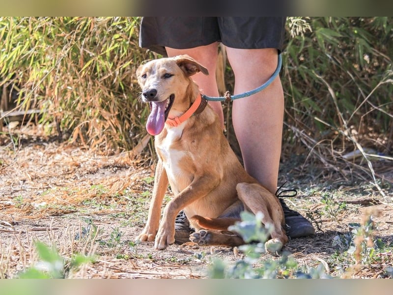 Bonyo, Mix Labrador / Podengo, lieb und sozial