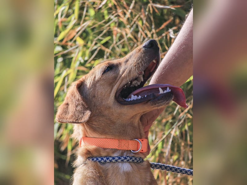 Badou, Mix Labrador / Schäferhund, lieb und sozial