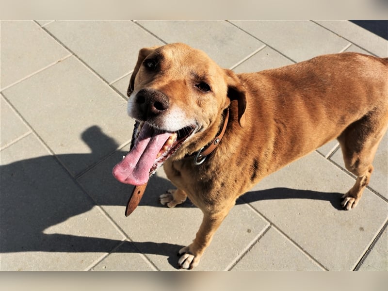 Ted, Mix Labrador-Mix, lieb und verträglich