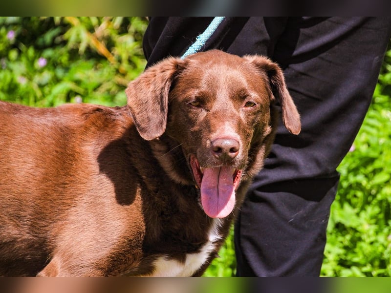 Gaspar, Labrador-Mix, lieb und verträglich