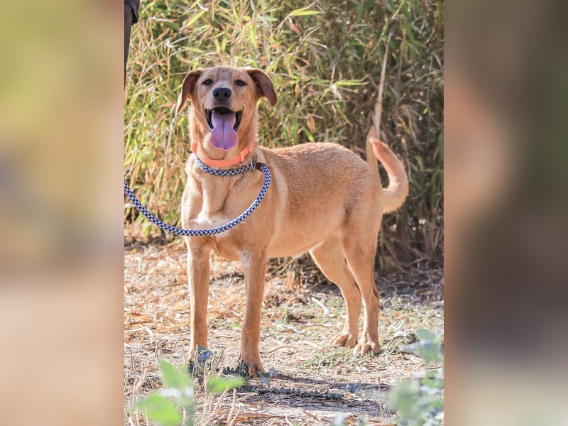Badou, Mix Labrador / Schäferhund, lieb und sozial