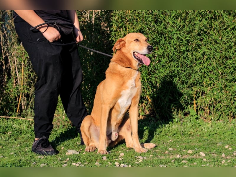 Mr John, Mix Labrador / Rafeiro Alentejano, lieb und verträglich