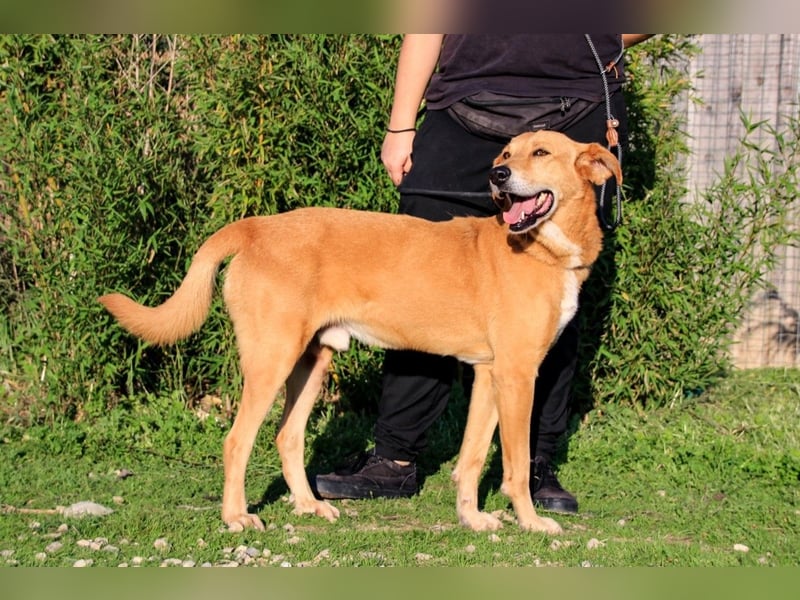 Mr John, Mix Labrador / Rafeiro Alentejano, lieb und verträglich