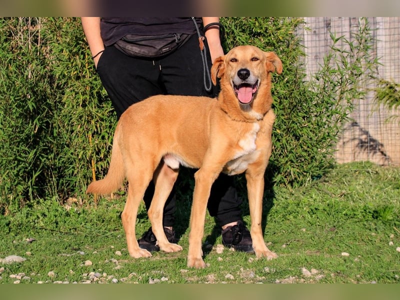 Mr John, Mix Labrador / Rafeiro Alentejano, lieb und verträglich