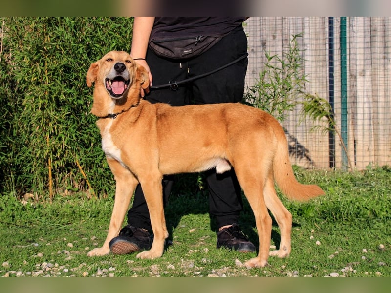 Mr John, Mix Labrador / Rafeiro Alentejano, lieb und verträglich