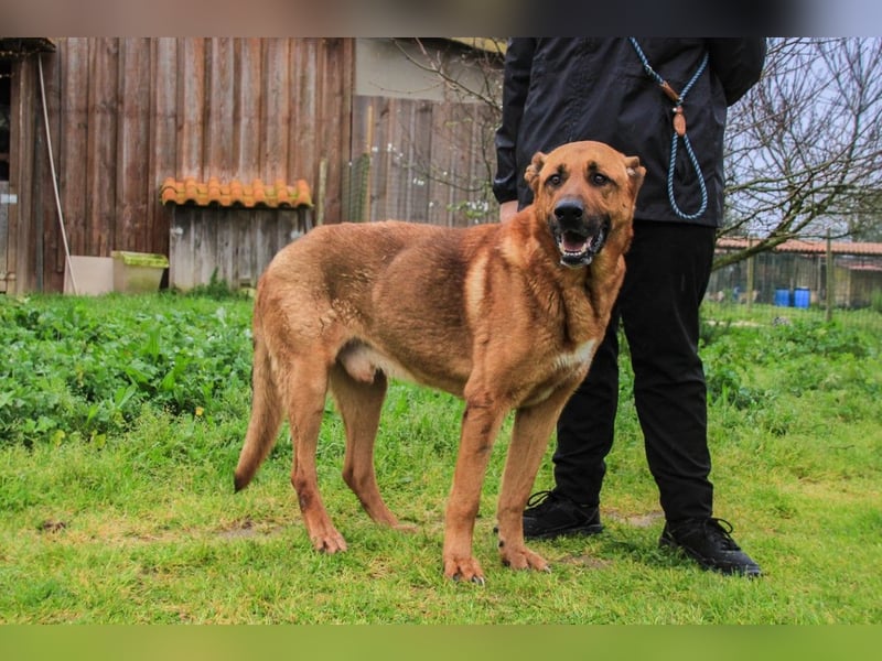 Ruca  - Mix Labrador / Schäferhund, lieb und verträglich