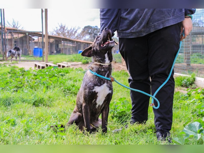 Jazz  - Labrador-Mix, lieb und verträglich