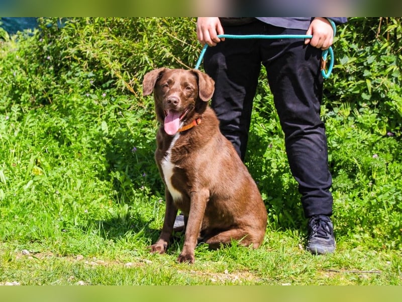 Gaspar, Labrador-Mix, lieb und verträglich