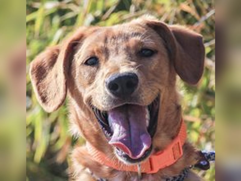 Badou, Mix Labrador / Schäferhund, lieb und sozial