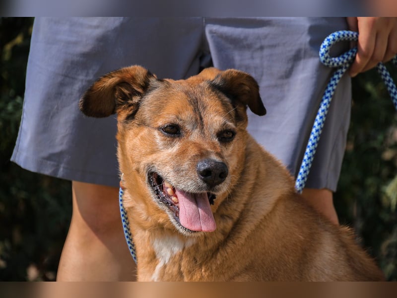 Rogerio, Labrador-Mix, lieb und verträglich