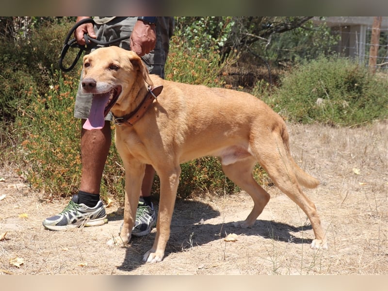 Ted, Mix Labrador-Mix, lieb und verträglich