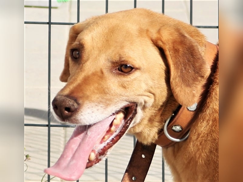 Ted, Mix Labrador-Mix, lieb und verträglich