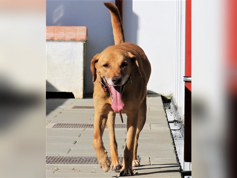 Ted, Mix Labrador-Mix, lieb und verträglich