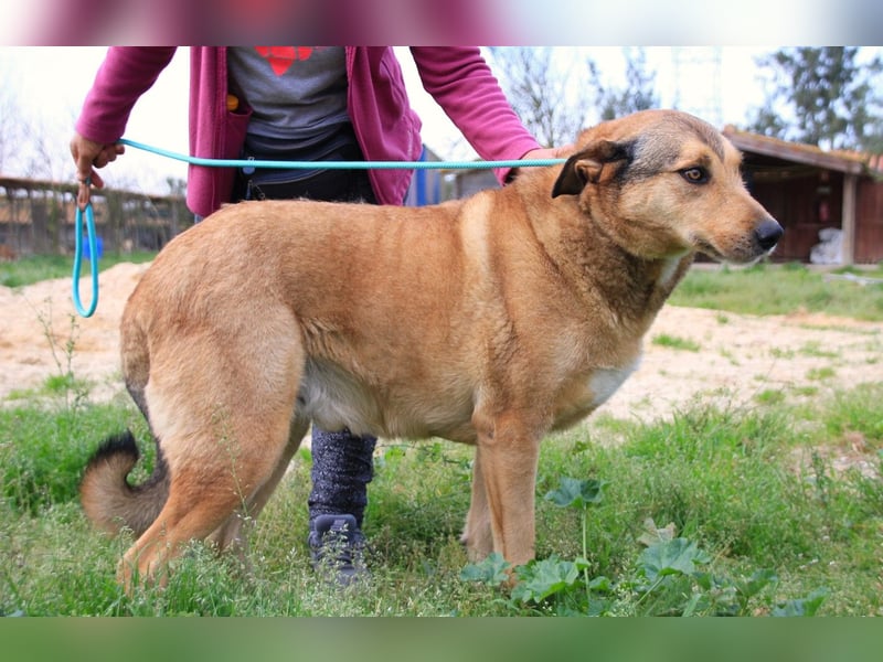 Kaleb, Mix Labrador / Rafeiro Alentejano, lieb und sozial