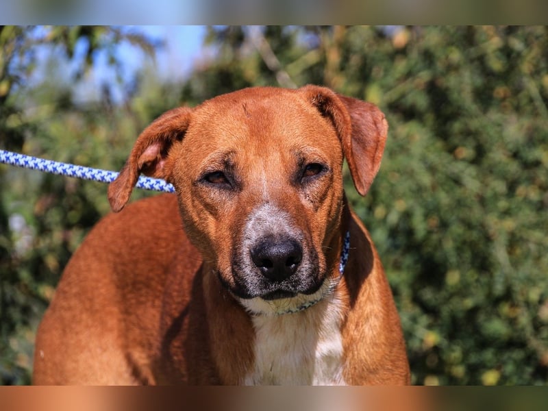 Arthur, Mix Labrador / Podengo